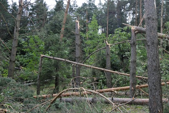 Gamtos stichijos vis dažniau nuniokoja miškus – parama jiems atkurti apmalšina miškininkų stresą  