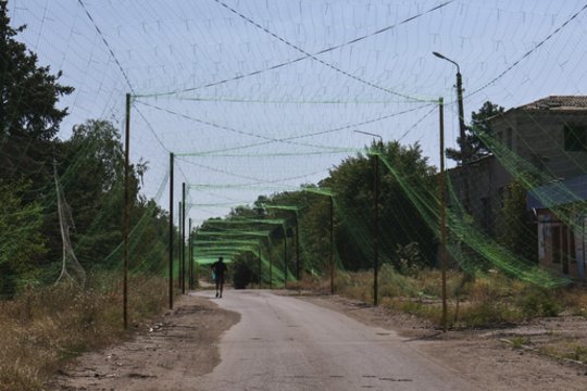 Ukrainai – dievo rykštė: akimirksniu gali sunaikinti pasėlius ir žolę