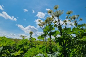 Pavojingi ir žmogui, ir florai: įspėja – šie augalai paplitę visoje šalyje