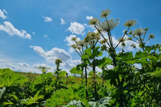 Pavojingi ir žmogui, ir florai: įspėja – šie augalai paplitę visoje šalyje