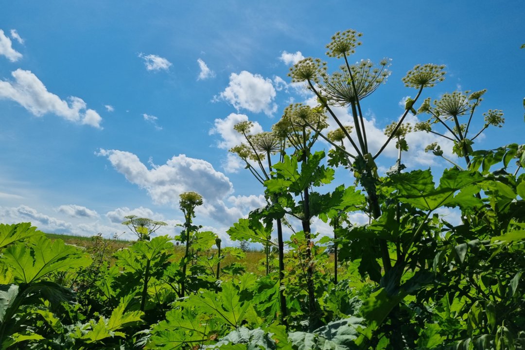 Pavojingi ir žmogui, ir florai: įspėja – šie augalai paplitę visoje šalyje