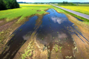 Pakeitė tvarką: pasėlių draudimo įmokas kompensuos ir dėl ilgo lietingo laikotarpio