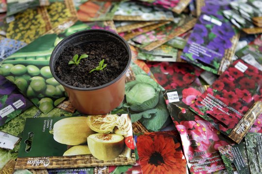 Iššūkis selekcininkams Europoje – sukurti tokias augalų veisles, kurios atlaikytų karščio bangas