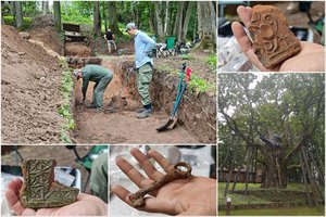 Mokslininkai ėmėsi tirti Stelmužės paslaptis: garsusis ąžuolas – tik viena iš jų