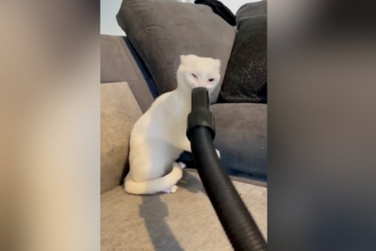 Smalsų kačiuką sudomino siurblys: viskas pasisuko netikėta linkme