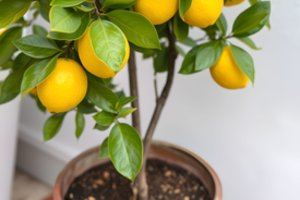 Internetu užsisakė citrinmedį – gavo pavojingą bakteriją: lietuvius įspėja apie grėsmes