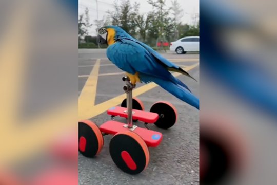 Šiai papūgai nestinga įgūdžių: pamatykite, kokią transporto priemonę ji išbandė