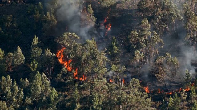 Vaizdai iš liepsnose skendinčios Portugalijos: bene visoje šalyje paskelbtas pavojus 