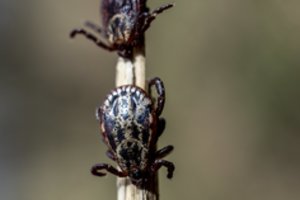 Po svarbaus atradimo – viltis dėl naujų vakcinų prieš erkes: net nespėtų įsisiurbti