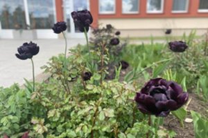 Gėlynai, kurie neblėsta: Ignalinos eksperimentas pavergė gyventojų širdis