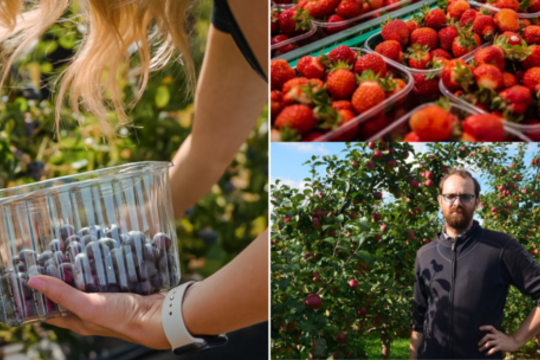 Nei ką rinkti, nei ką skinti: panevėžiečiai sodininkai skaičiuoja nuostolius