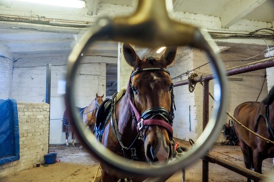 Paskelbtas „Lietuvos žirgyno“ vadovo konkursas