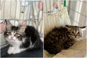 Vos 2 mėn. bailiukai ieško kantrių ir supratingų žmonių