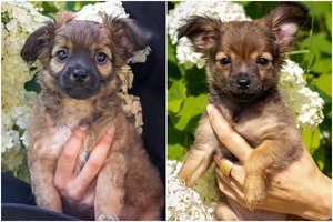 Du vos 2 mėn. mažyčiai broliukai trokšta gerų namų: įspėja dėl dydžio