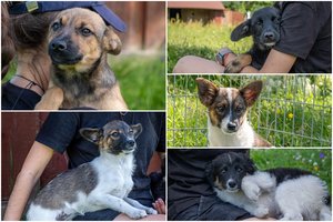 Vienas už kitą mielesni šuniukai iš Jašiūnų šešetuko: visiški laukinukai pamilo žmones ir laukia išrinktųjų