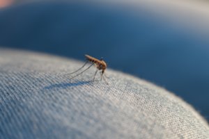 Tiems, kuriuos uodai gelia labiau – gera žinia: yra kaip apsisaugoti