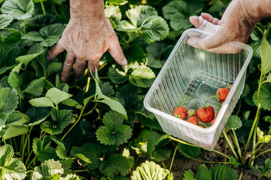 Dėl šios klaidos jūsų braškės kasmet silpsta – viską pakeis vienas darbas