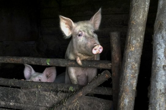 Dar vienas smūgis kiaulių augintojams – nustatytas naujas AKM atvejis