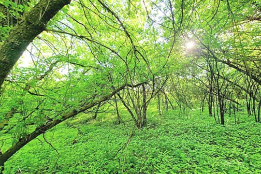 Vilnius skelbia karą dar vienai augalų rūšiai: naikins nuo Šeškinės šlaitų