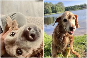 Naujausia žinia apie žiauriai sumuštą ir gyvą užkastą šunelį Gausą: „Jis – žmogaus šuo“