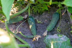 Trys taisyklės, kurias daugelis sužino per vėlai – kaip išgelbėti agurkus antroje vasaros pusėje