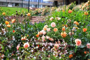 Oficialu: gražiausias gėlynas Baltijos šalyse – Vilniuje, ir jis išties ypatingas 