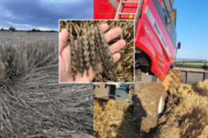 Liūčių skandinami ūkininkai pratrūko: grūdų supirkėjus kaltina pasipinigavimu, praminė „ekonominiais marodieriais“