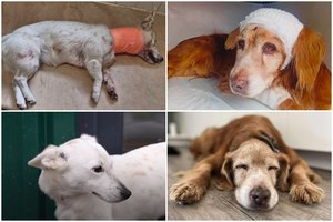 Po Lietuvą sukrėtusių smurto protrūkių prieš augintinius – žinia apie būtinus pokyčius: bėda – ne baudos