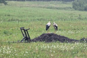 Po skaudžios nelaimės – širdį veriantis vaizdas: gandriukai vis dar stovi ant nugriuvusio lizdo