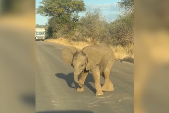 Drambliukas nacionaliniame parke surengė tikrą šou: rado būdą, kaip sustabdyti lankytojus