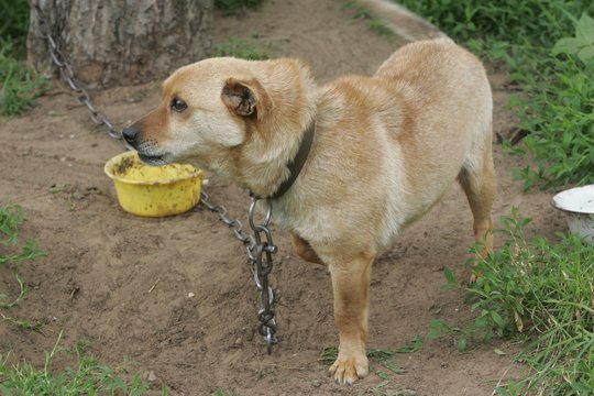 Skelbia, kam Lietuvoje draudžiama šunis laikyti pririštus grandine: gresia triženklė bauda