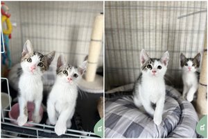 Linksmuoliai broliukai Tūsas ir Parkūras laukia pačių geriausių žmonių