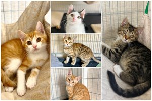 Nuostabus šešetukas iš Eišiškių laukia, kol bus pastebėti: kiekvienas – vis kitoks