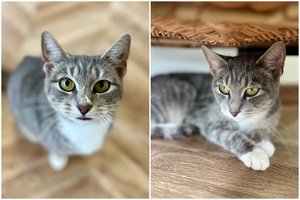 Neįtikėtina jaunos benamės katės istorija: pakliuvusi po automobilio ratais gavo antrą šansą