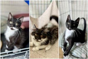 Jaunų juodmargių trijulė – ypač meilūs ir žaismingi: gal ieškote geriausio draugo?