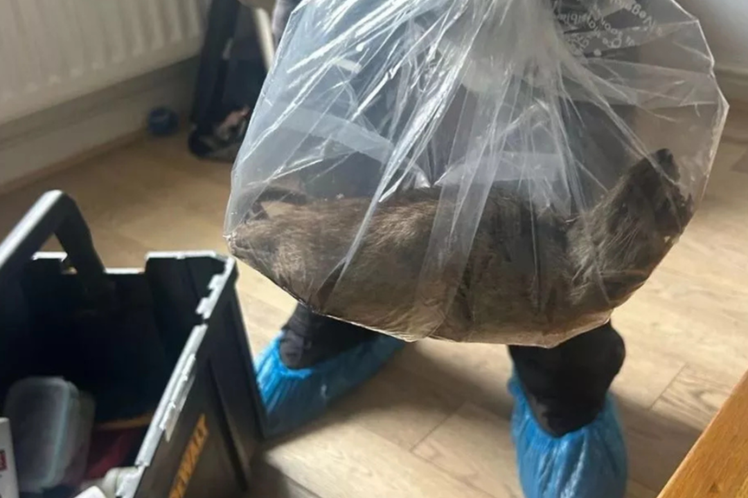 Namuose pamatę tokio dydžio žiurkę specialistai nustėro: „Beveik kaip katė“