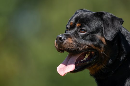 Siaubas: Rotveileris Prancūzijoje mirtinai sukandžiojo devynmetį