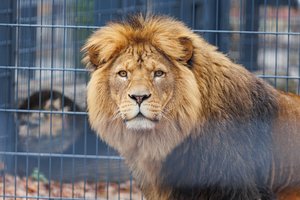 Sunku suvokti sveiku protu: zoologijos sodas Europoje prašo aukoti naminių gyvūnų, kad galėtų juos sušerti plėšrūnams