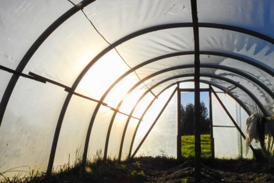 Šiltnamiuose auginamą produkciją bus galima žymėti nacionalinės kokybės ženklu