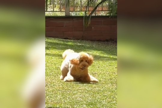 Žaidimas su kamuoliuku keturkojį ne juokais suglumino: reakcija – iškalbinga