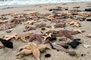 5 milijardų jūros žvaigždžių „žudynių“ mįslė įminta: žmonės nesupranta, ką reiškia ši epidemija