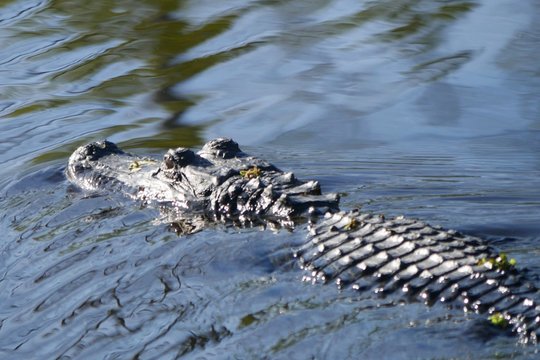Izraelis Vakarų kranto fermoje išnaikino daugiau nei 200 krokodilų