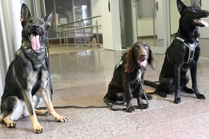 Susipažinkite su Lietuvos muitinės keturkojais pareigūnais – mažais sargais dideliems darbams