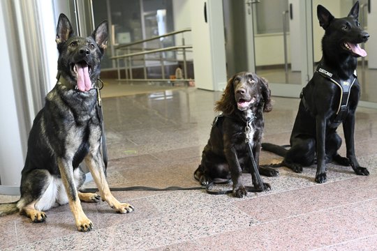 Mažieji sargai dideliems darbams: parodė, kaip treniruojasi muitinės šunys