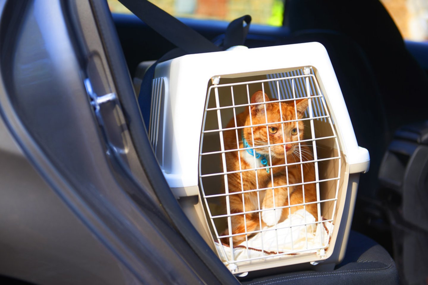 Draudimo bendrovės duomenys paantrina, jog augintinių mobilumas didėja, o kartu daugėja ir situacijų, kai gyvūnui kelionė sukelia stresą ar sveikatos problemų.<br>If nuotr.