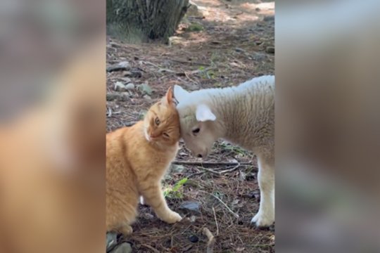 Už širdies griebiantys kadrai: nufilmavo kačiuko ir ėriuko pažinties akimirkas