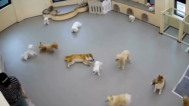 Prižiūrėtoją ištikus nelaimei – į pagalbą atskubėjo mažasis gelbėtojas: nesitraukė nė per žingsnį