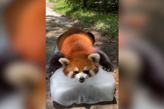 Karštą dieną ledo lova – išeitis ir gyvūnams: pamatykite, kaip į tokį gultą reagavo panda