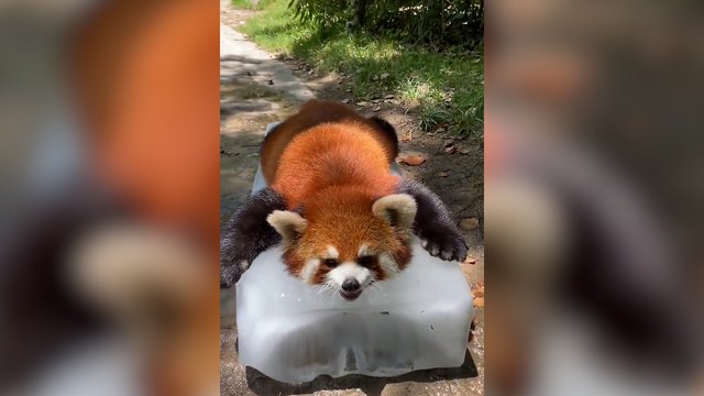 Karštą dieną ledo lova – išeitis ir gyvūnams: pamatykite, kaip į tokį gultą reagavo panda