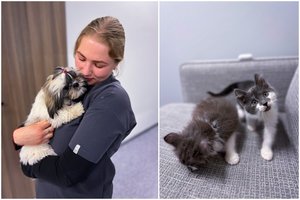 Vienas vizitas gali išgelbėti gyvybę: veterinaro svarba kasdienybėje
